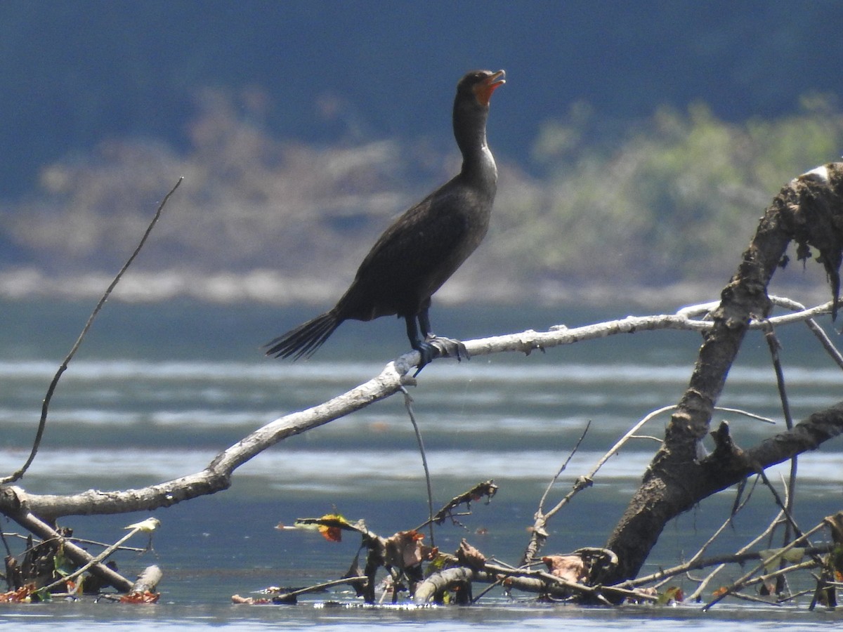 Double-crested Cormorant - Fred Shaffer