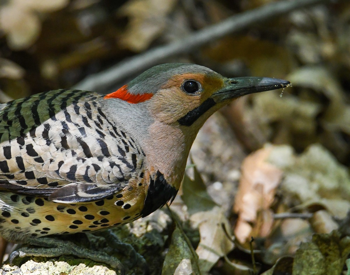 Northern Flicker (Yellow-shafted) - ML598218531