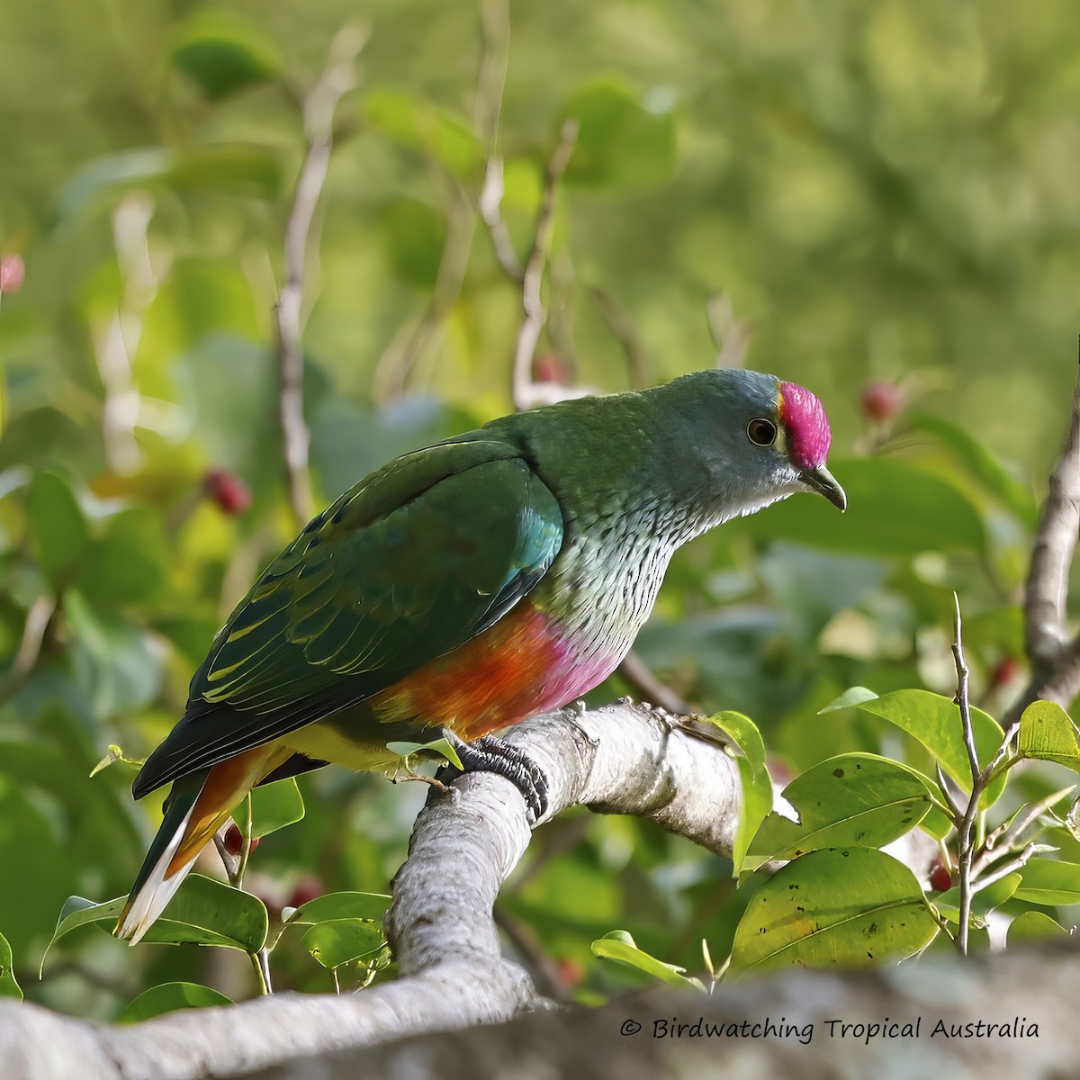 Rose-crowned Fruit-Dove - Doug Herrington || Birdwatching Tropical Australia Tours