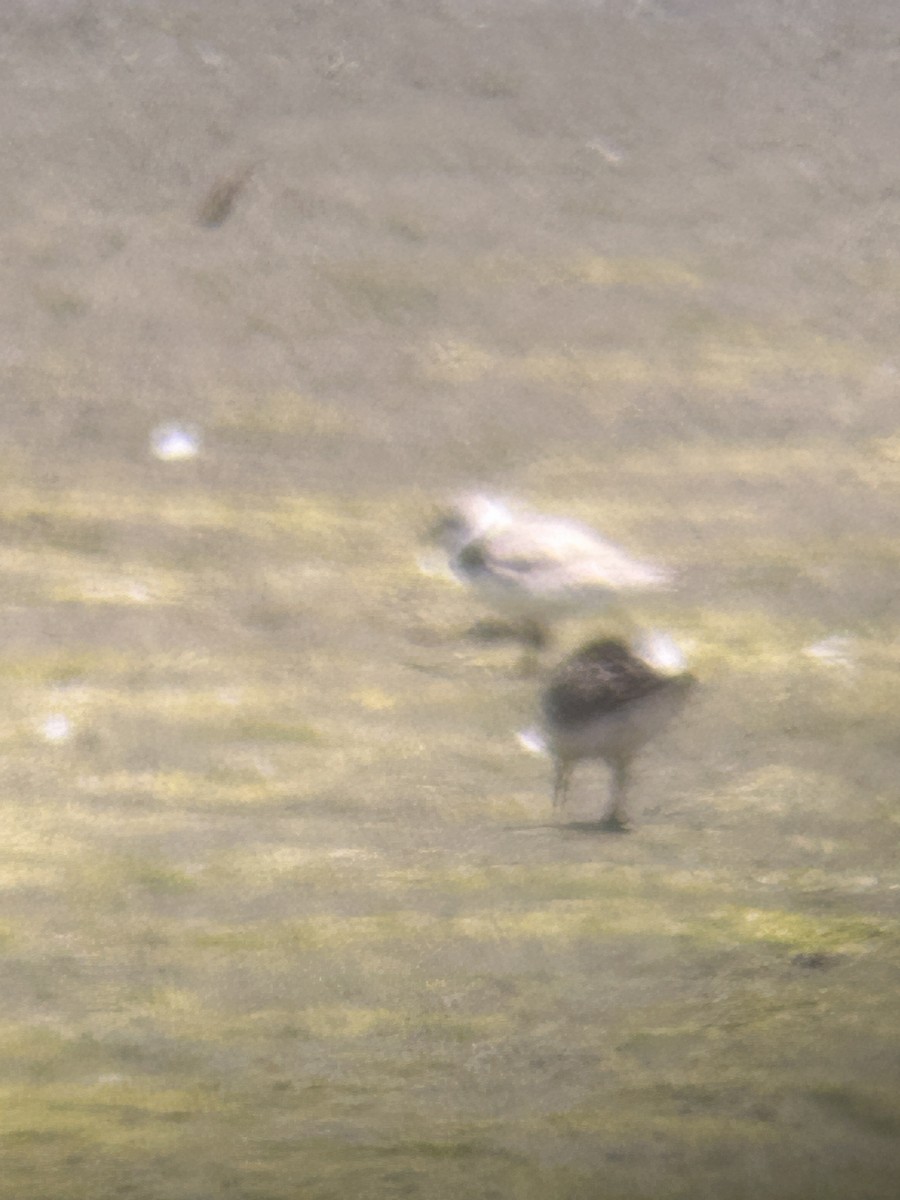 eBird Checklist 28 Jul 2023 Chautauqua NWREagle Bluff 15 species