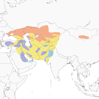 Distribution of the Turkestan Short-toed Lark - Range Map