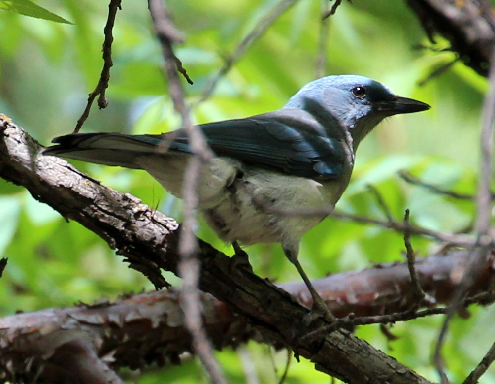 Mexican Jay - ML59823181