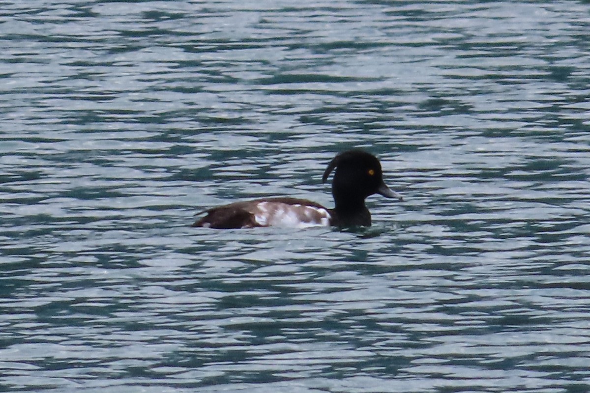 Tufted Duck - ML598245561