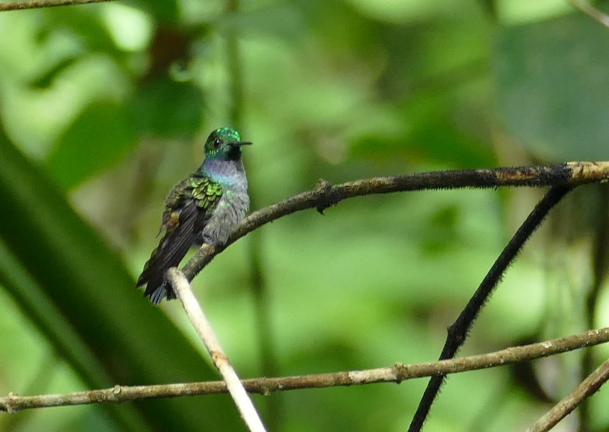 Blue-chested Hummingbird - ML598246891