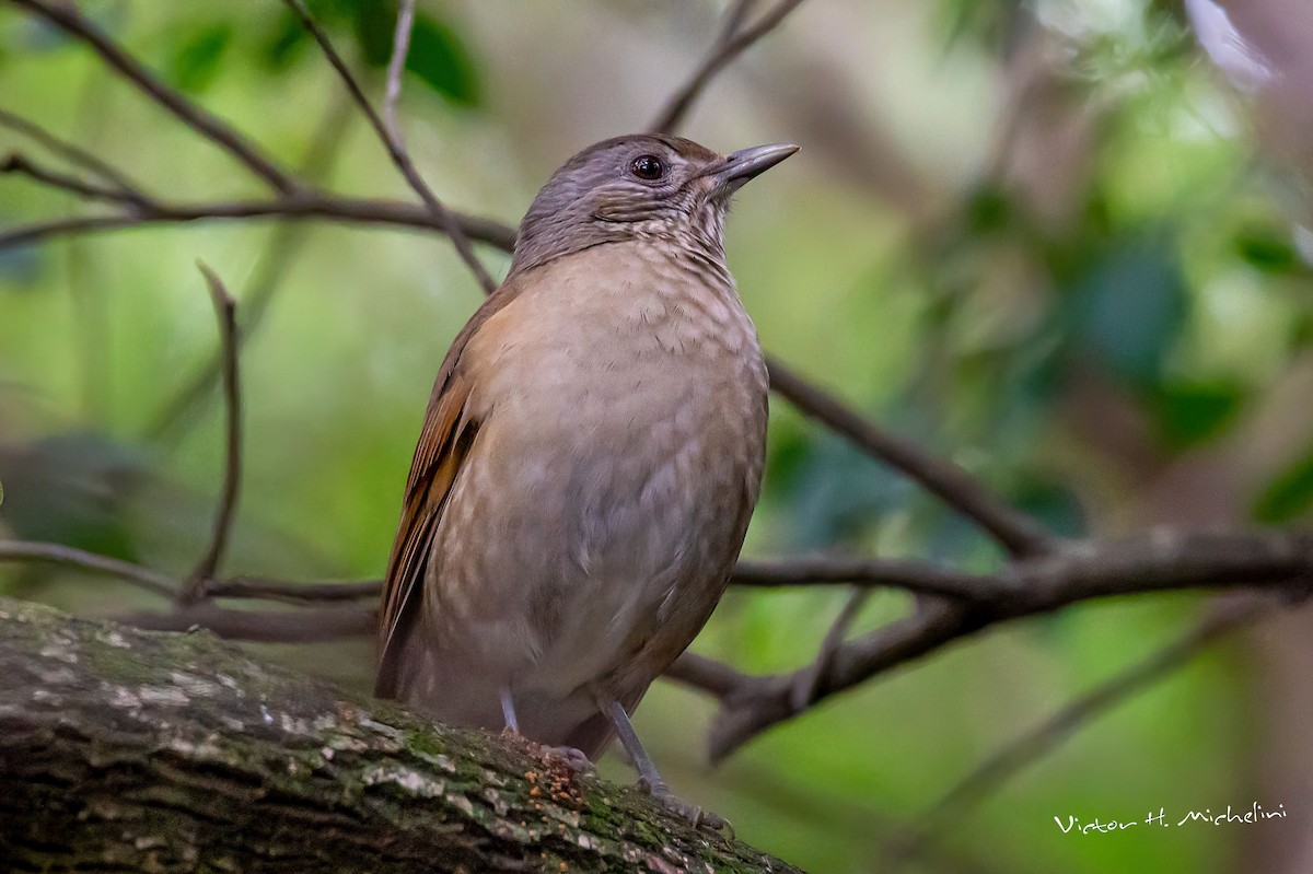 Pale-breasted Thrush - ML598247311