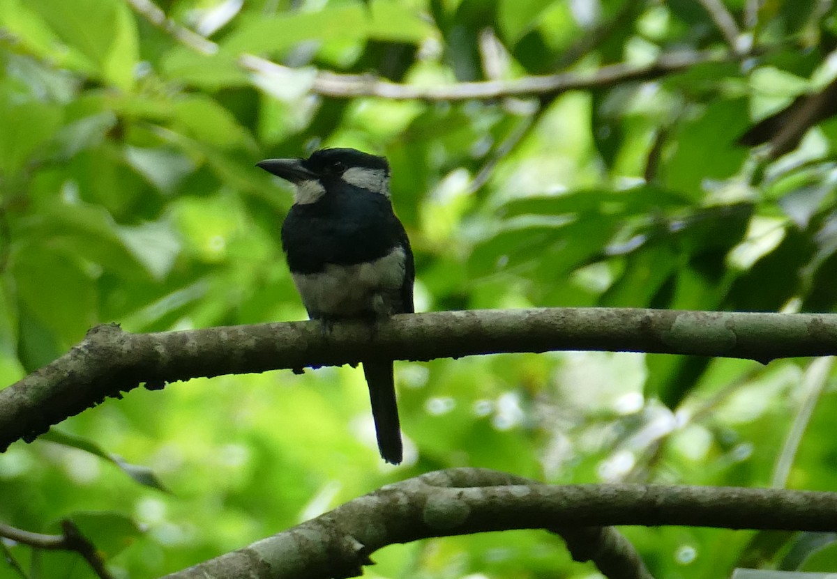 Black-breasted Puffbird - ML598247761