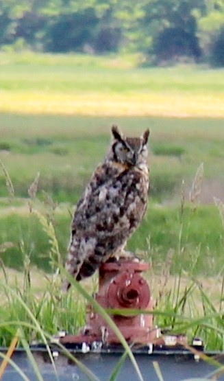 Great Horned Owl - pamela graber