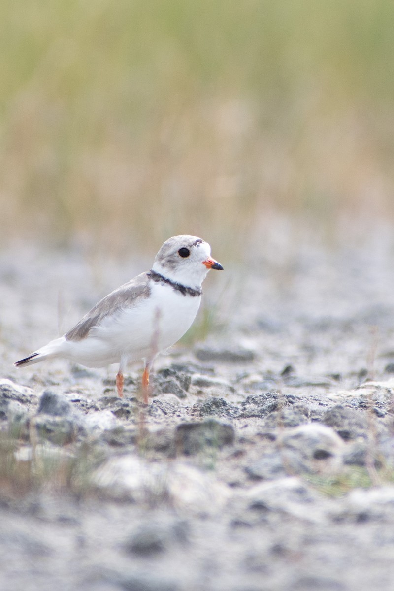 Piping Plover - ML598248471