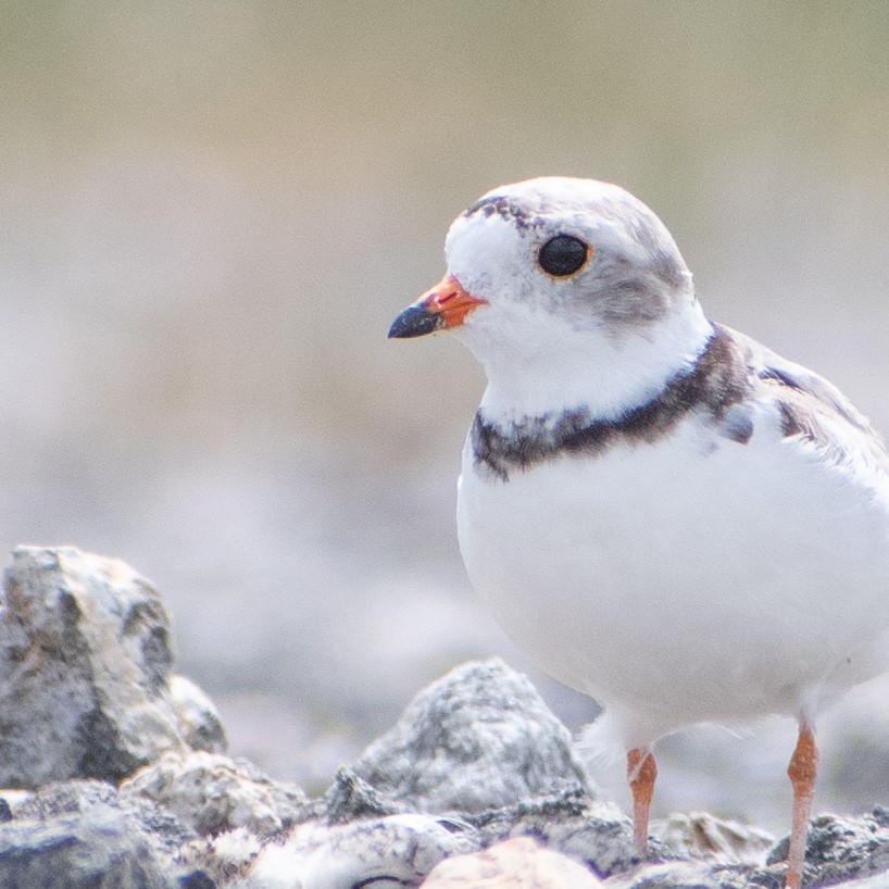 Piping Plover - ML598248481