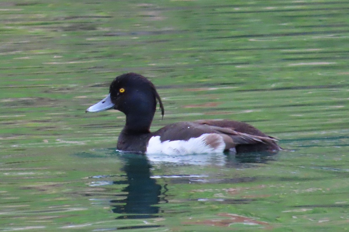 Tufted Duck - ML598248621