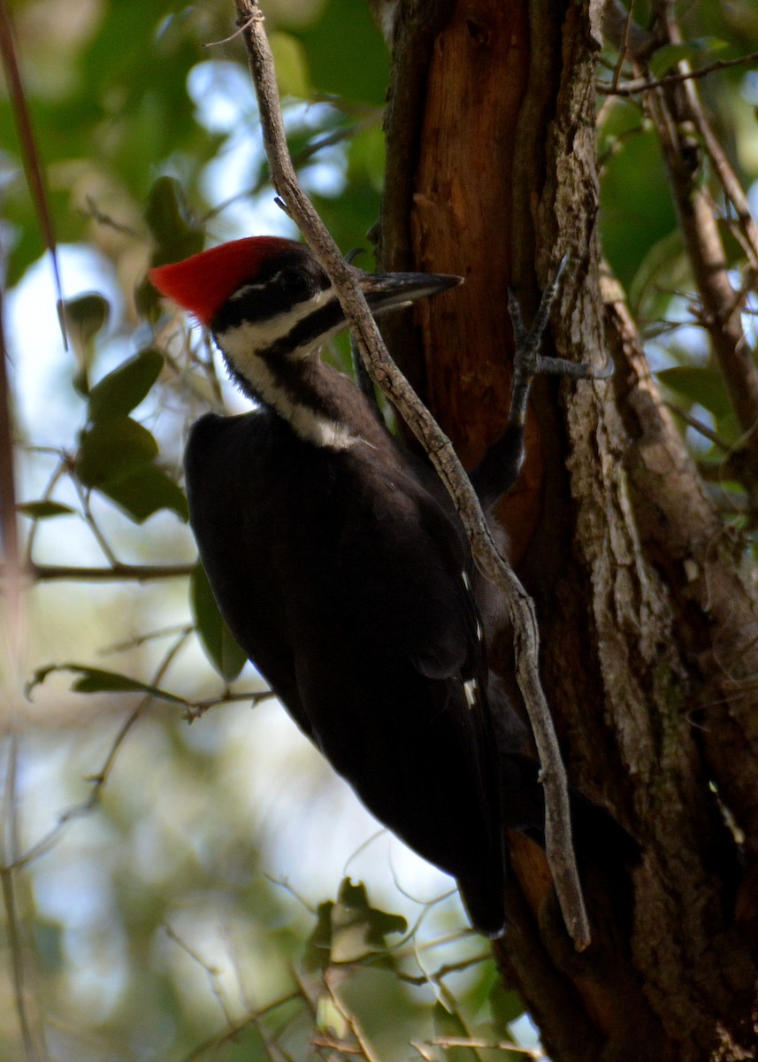 Pileated Woodpecker - John Whitehead