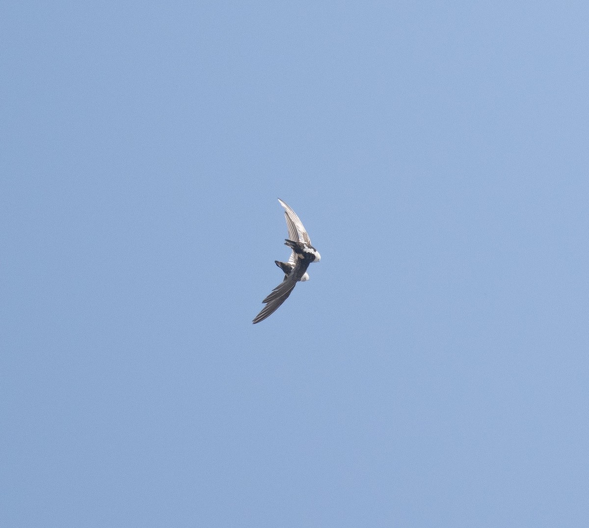 White-throated Swift - ML598255101