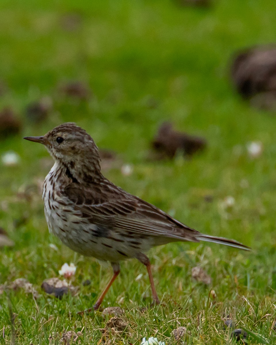 Meadow Pipit - ML598257301