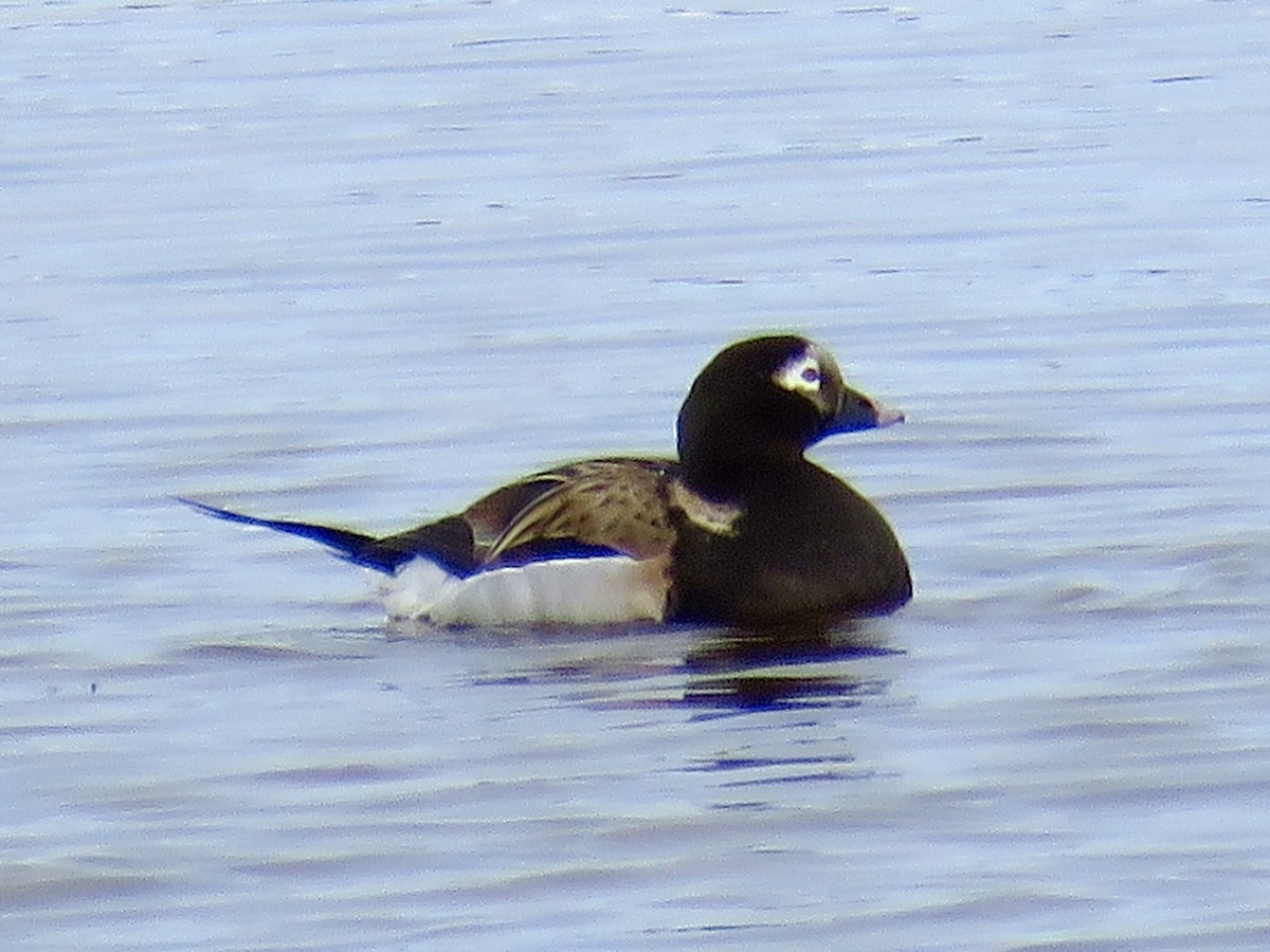 Long-tailed Duck - ML598262821