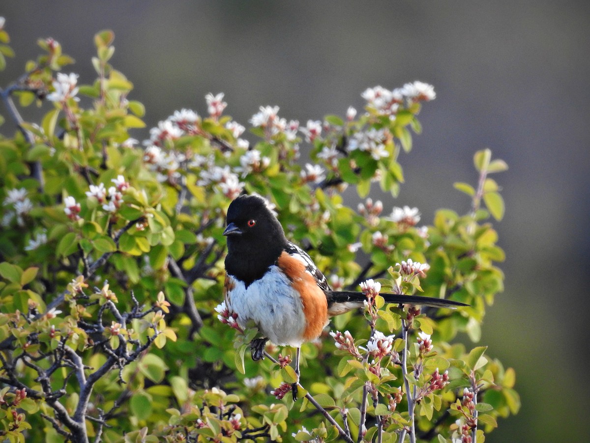 Spotted Towhee - ML59826531