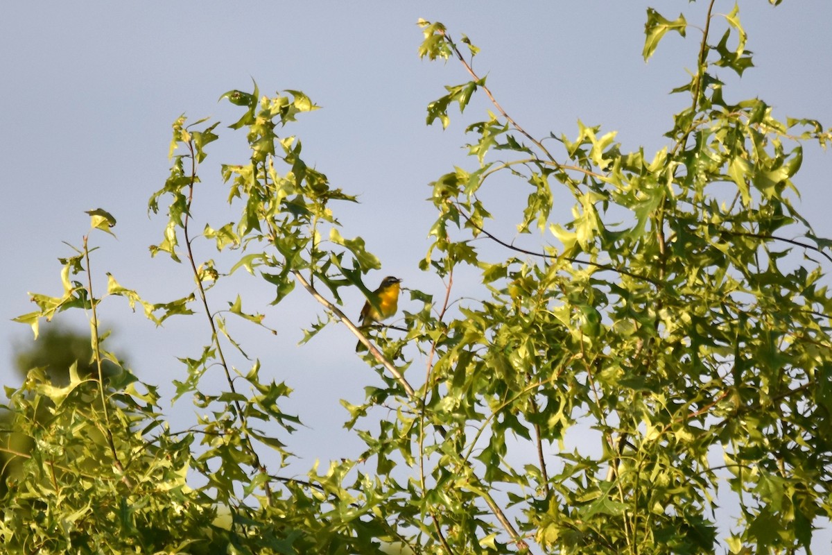 Yellow-breasted Chat - ML598269011