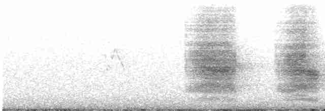 Geai de Steller (groupe diademata) - ML598269691