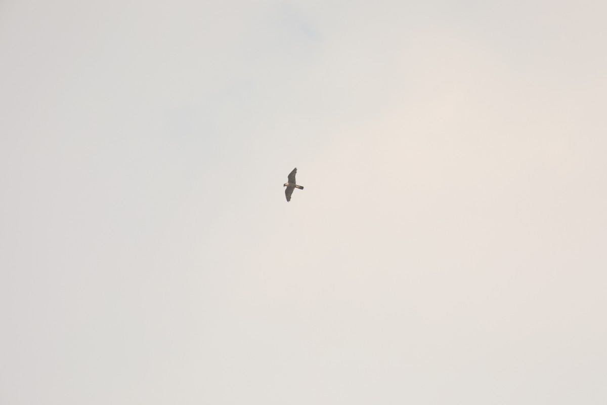 Peregrine Falcon - ML598272011