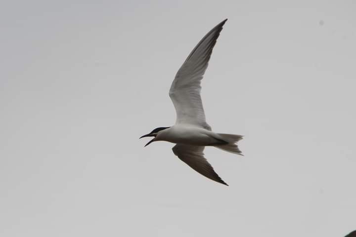 Gull-billed Tern - Víctor González