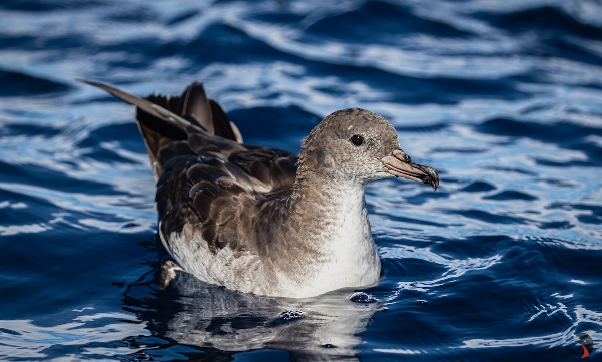 Pink-footed Shearwater - ML598277411