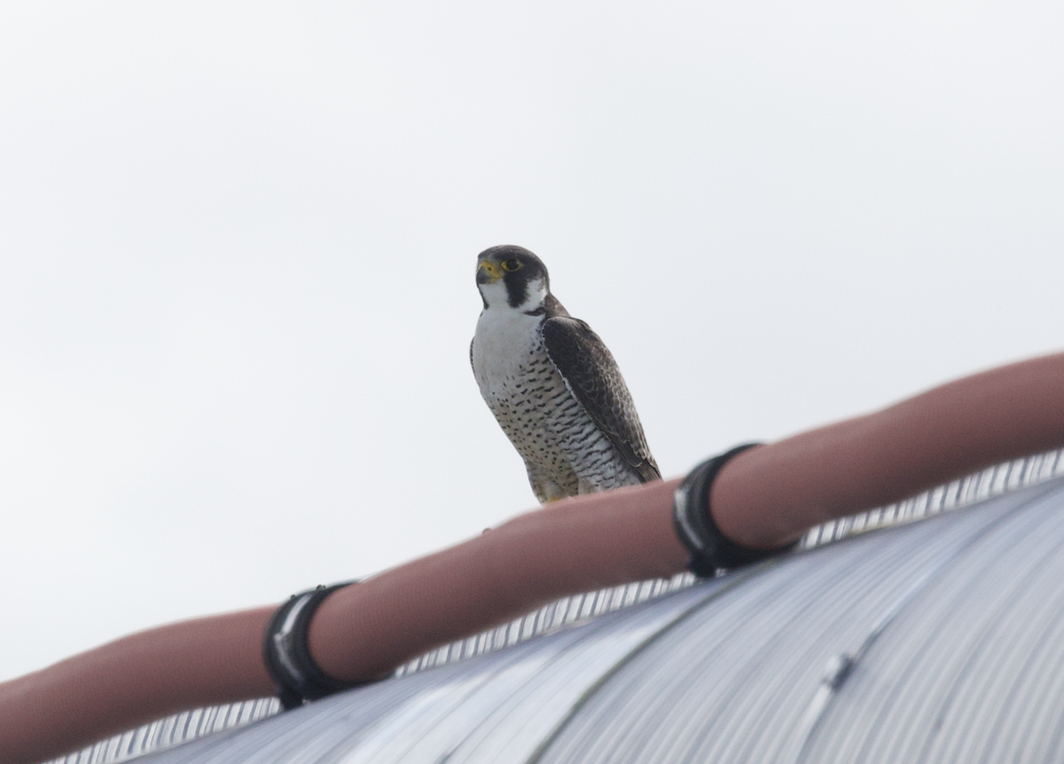 Peregrine Falcon (Tundra) - ML598278921