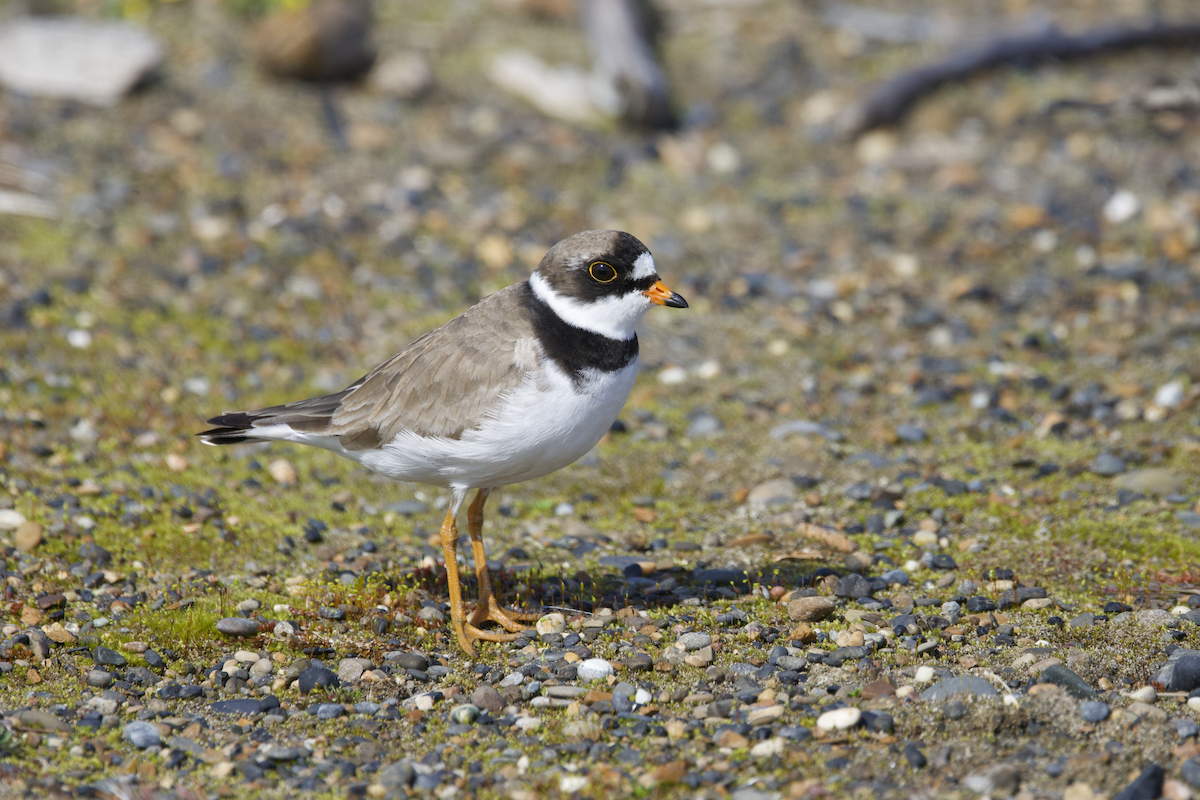 Semipalmated Plover - ML598281011