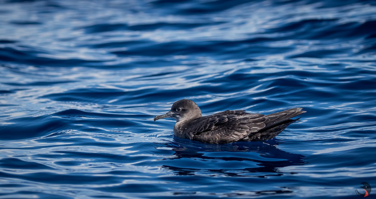 Sooty Shearwater - ML598284551