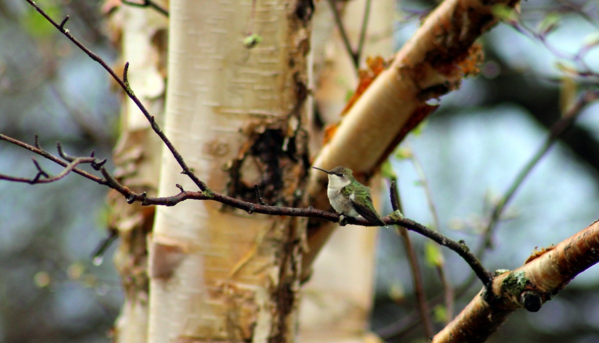 Ruby-throated Hummingbird - Alexandre Anctil