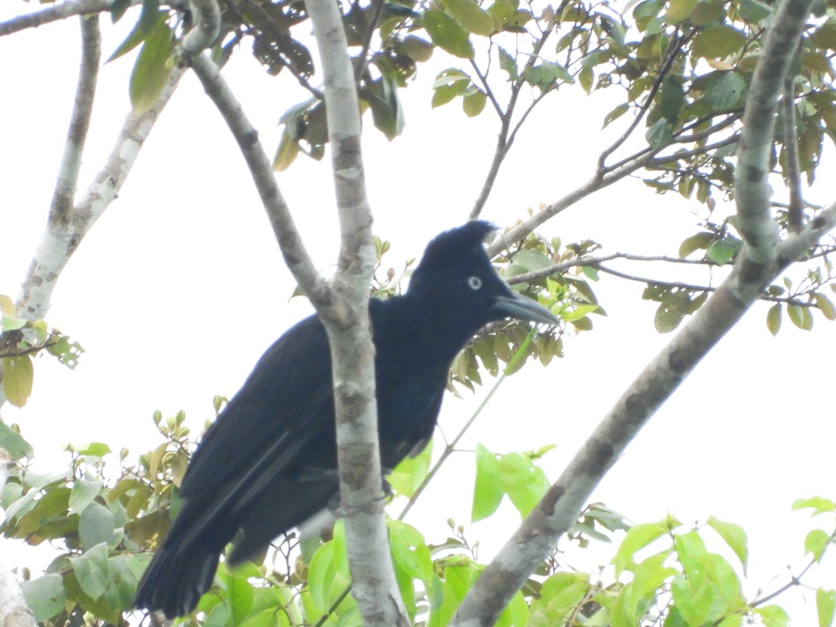 Amazonian Umbrellabird - ML598286281