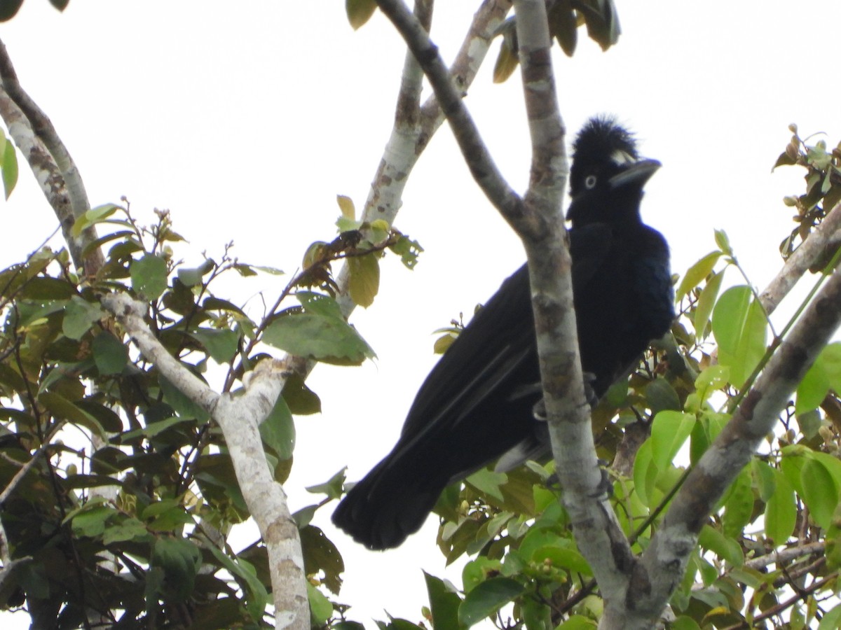 Amazonian Umbrellabird - ML598286311