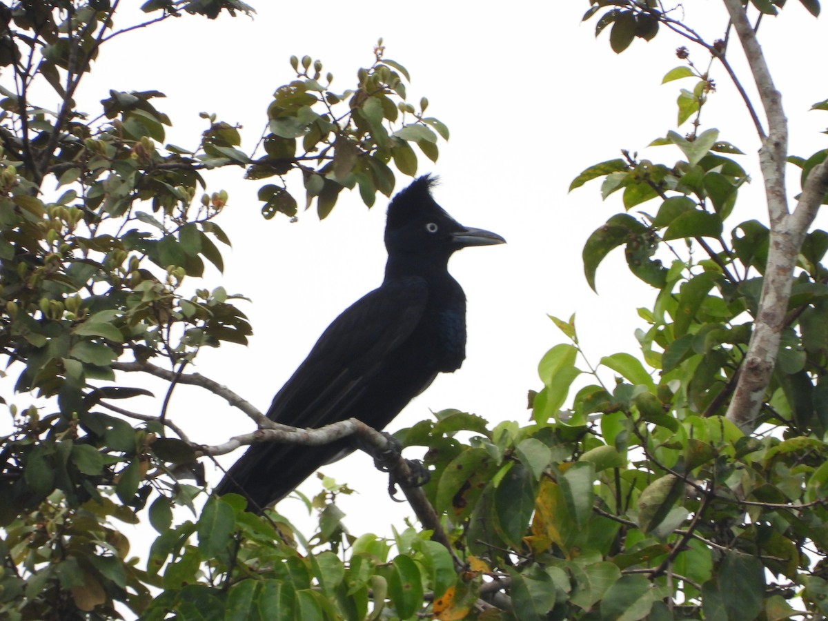 Amazonian Umbrellabird - ML598286321
