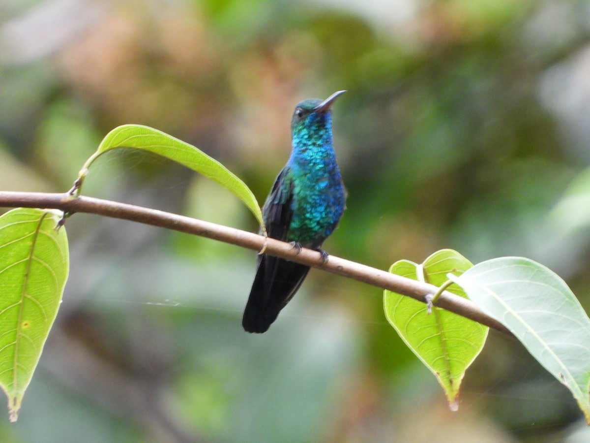 kolibřík modroocasý - ML598287901