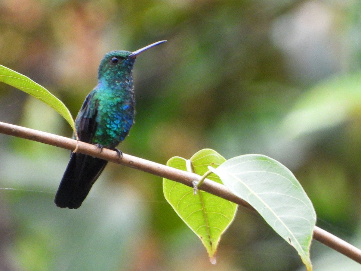 kolibřík modroocasý - ML598287921