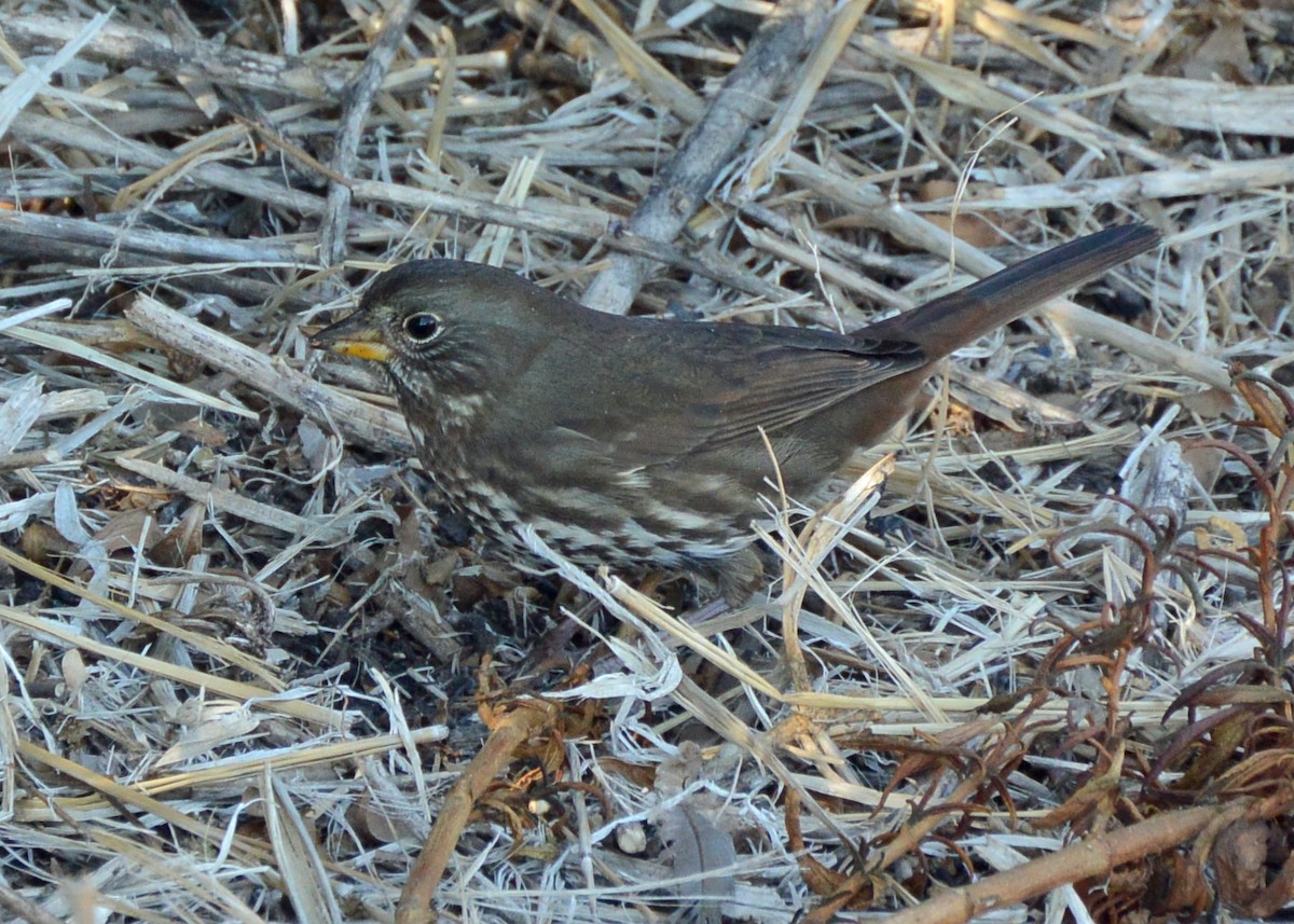 Fox Sparrow (Sooty) - ML598290971