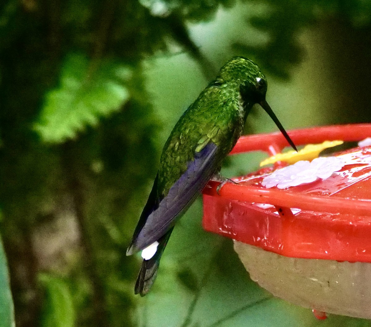kolibřík rezavořitý - ML598291011