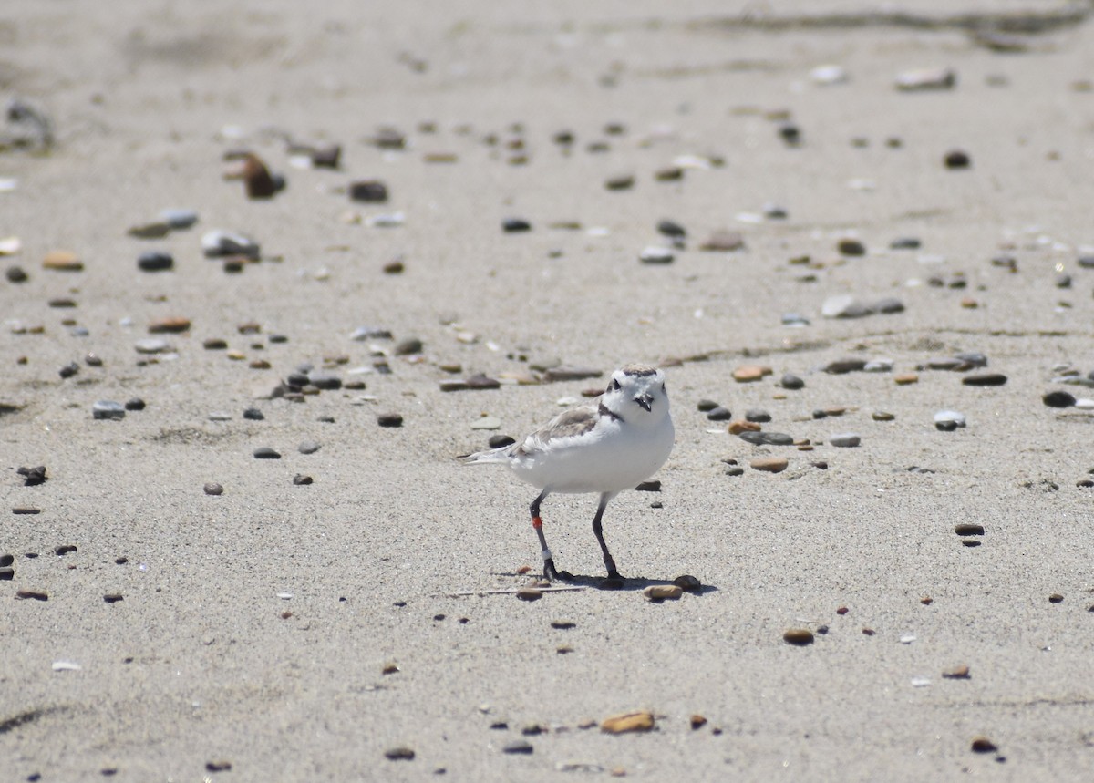 Snowy Plover - Mike Grifantini