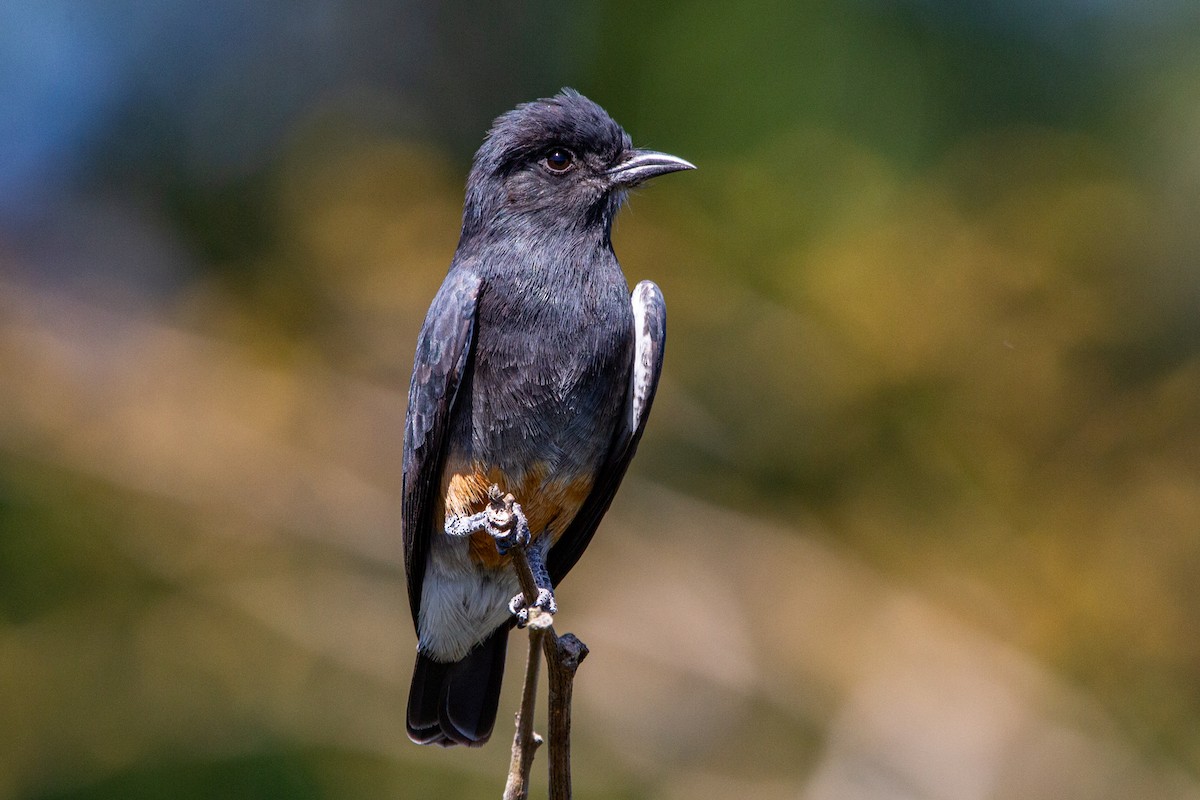 Swallow-winged Puffbird - João Vitor Andriola