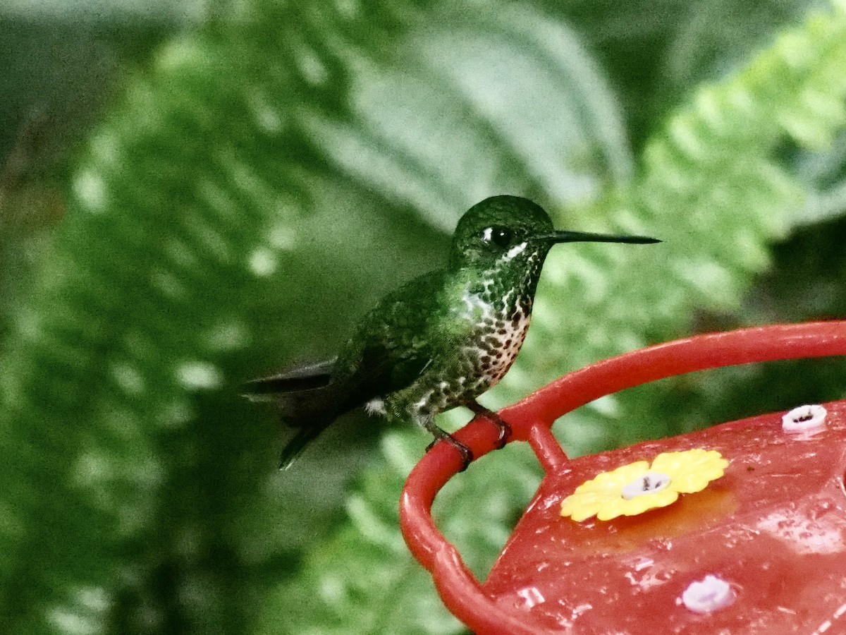 kolibřík rezavořitý - ML598296891