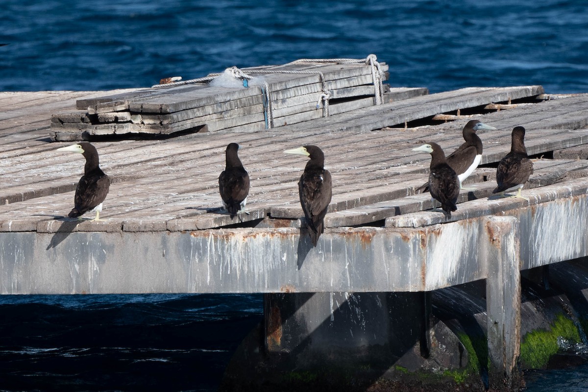 Brown Booby - ML598297811