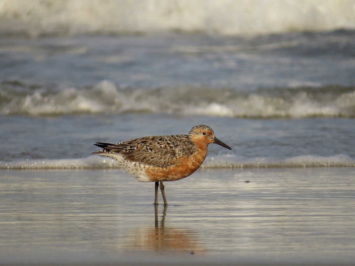 Red Knot - ML59830031
