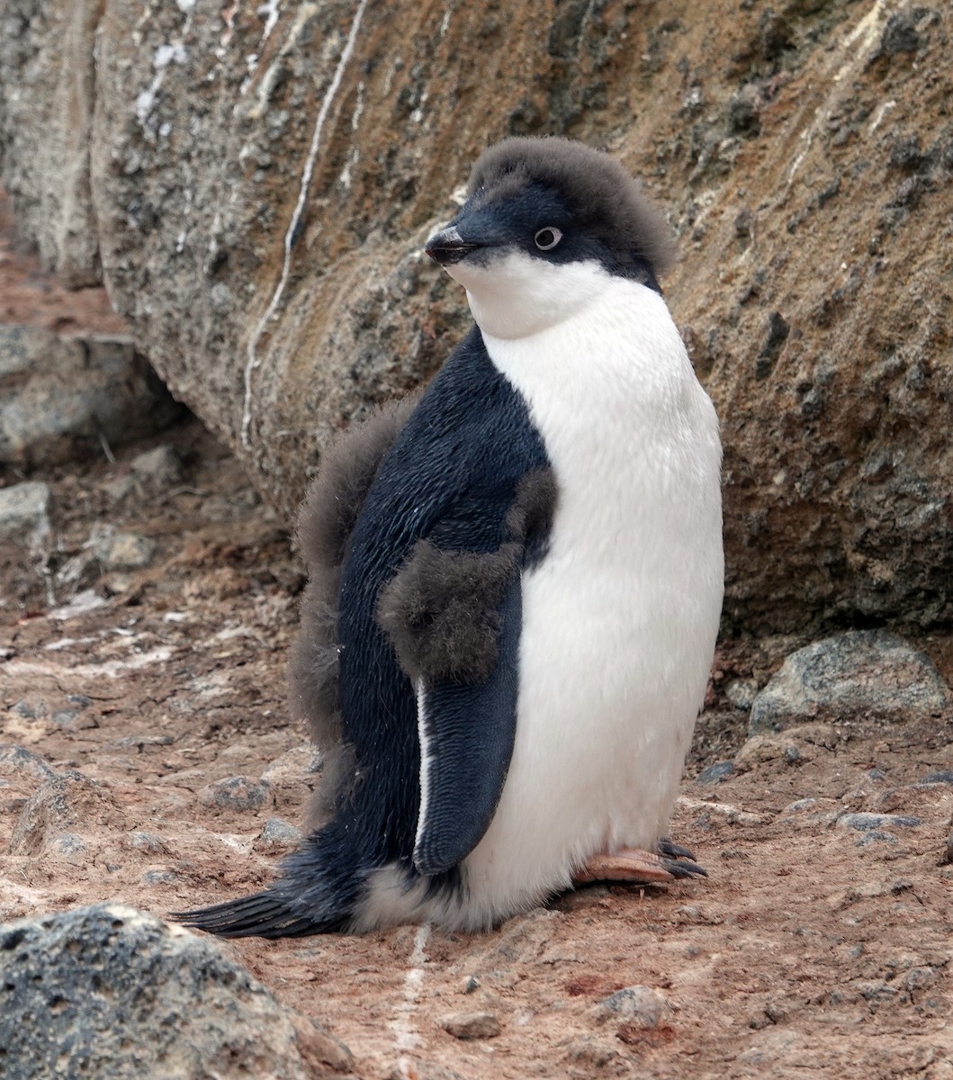 Pingüino de Adelia - ML598300491