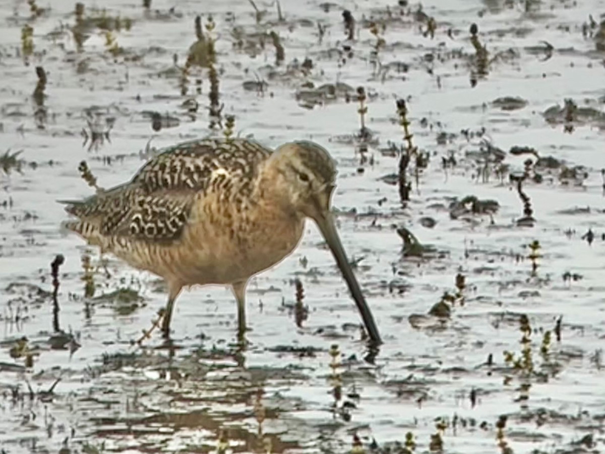 Long-billed Dowitcher - ML598301591