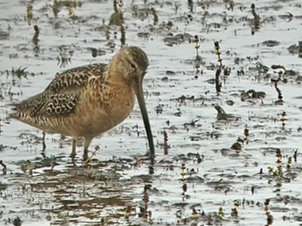 Long-billed Dowitcher - ML598301601