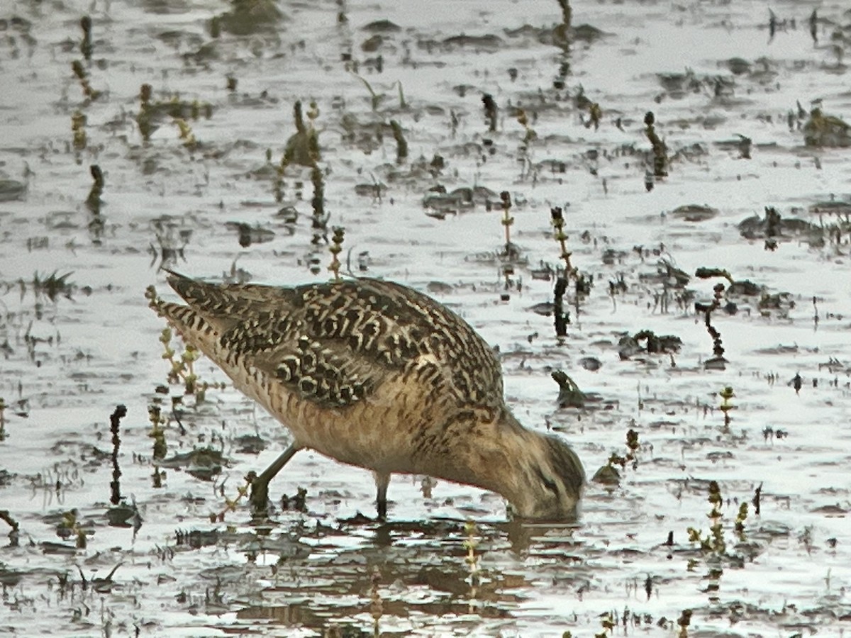 Long-billed Dowitcher - ML598301611
