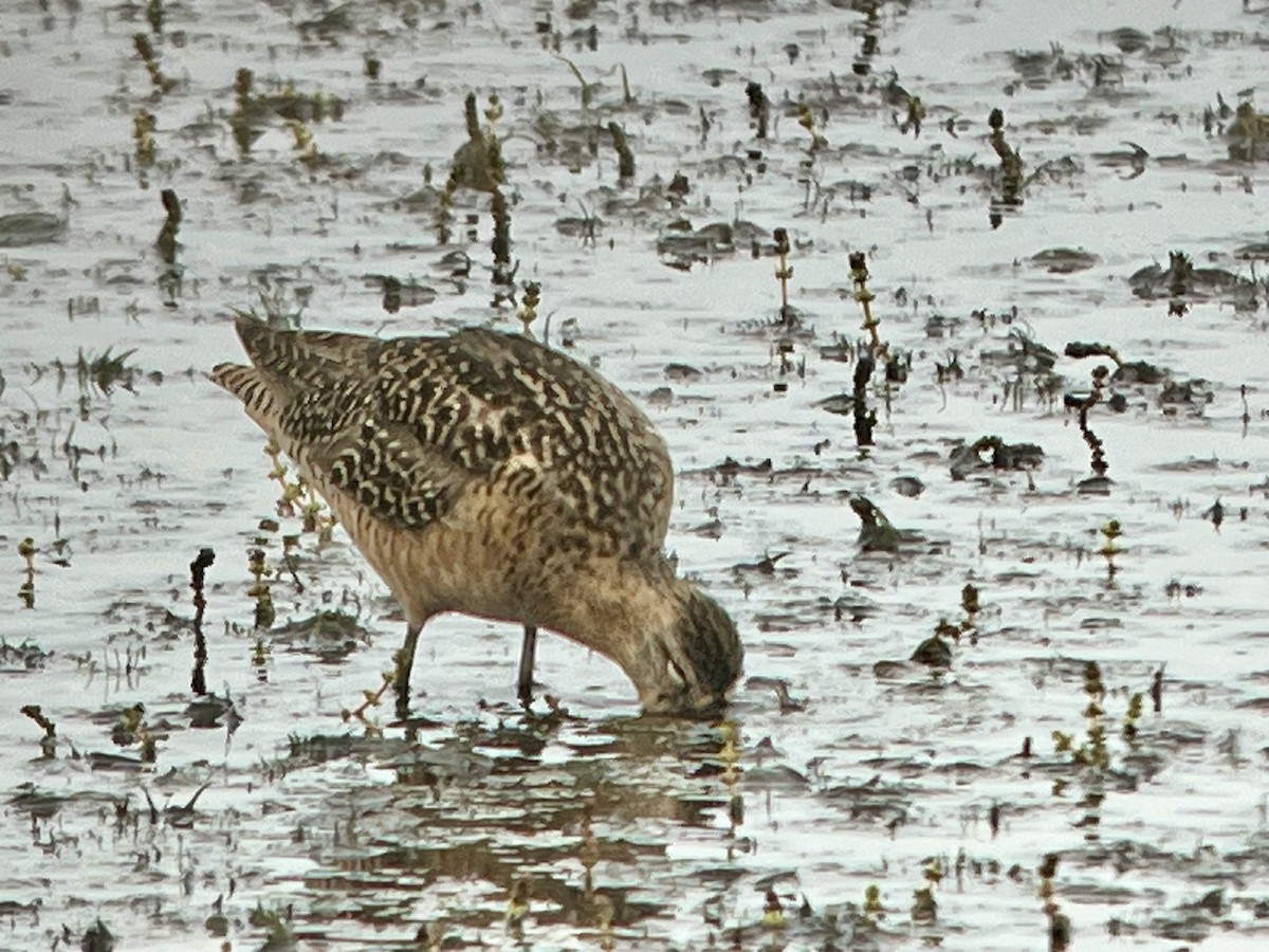 Long-billed Dowitcher - ML598301621