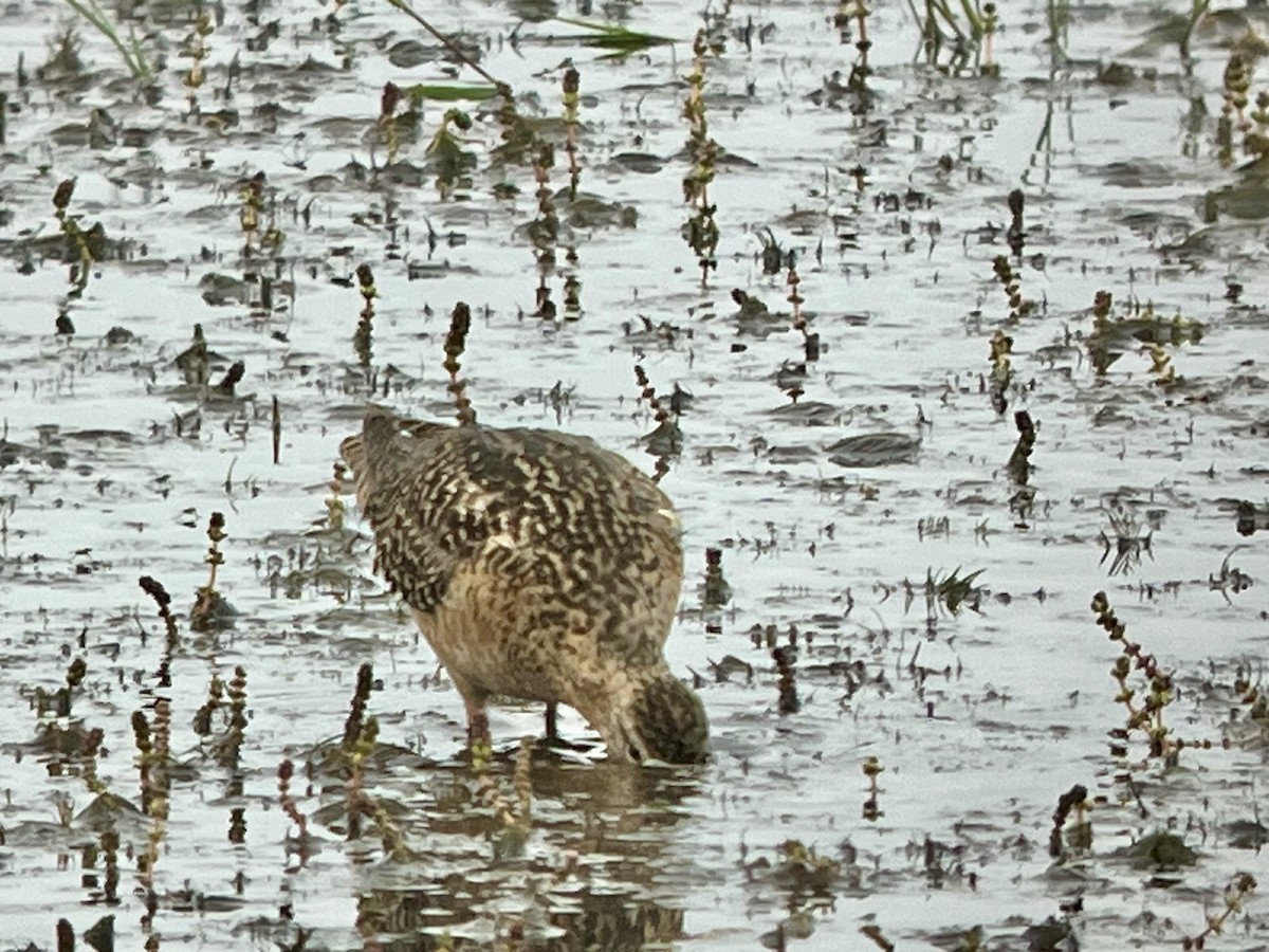 Long-billed Dowitcher - ML598301631