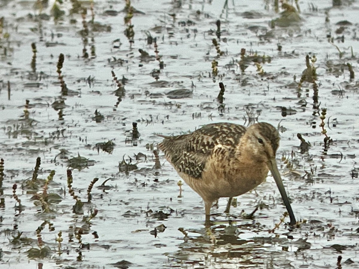 Long-billed Dowitcher - ML598301641