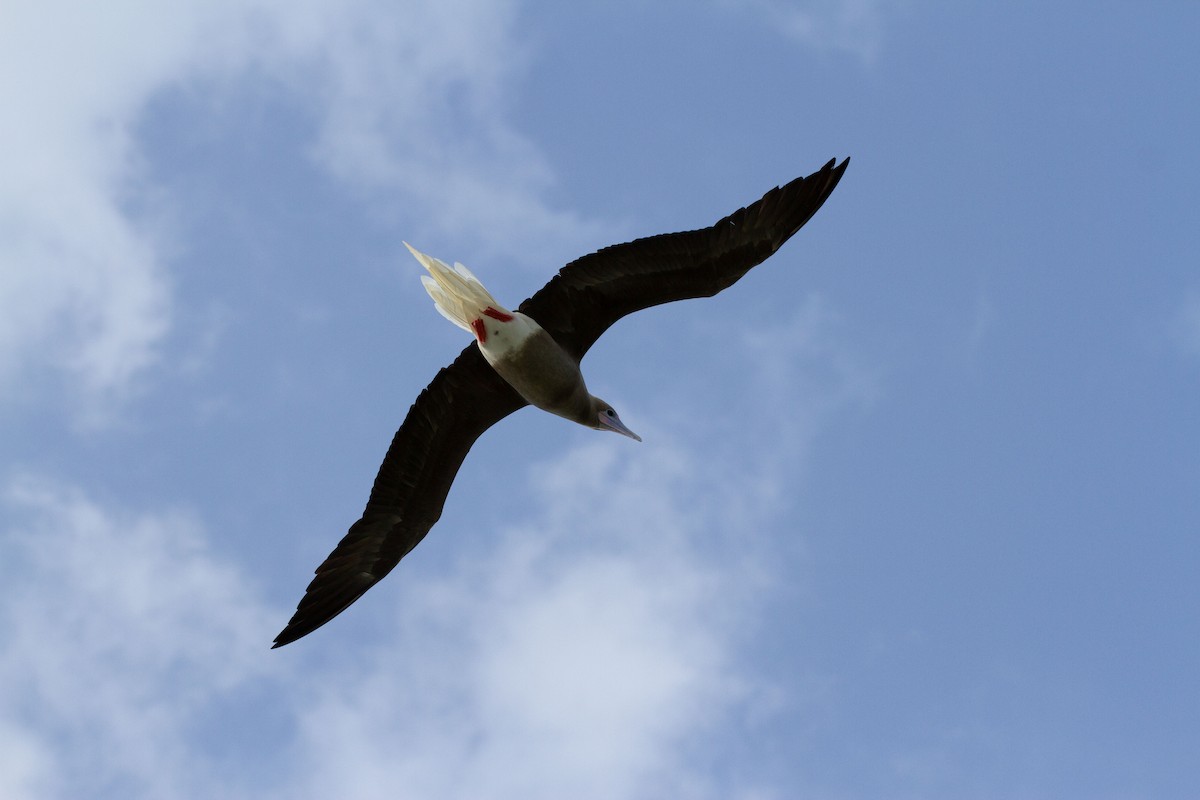Red-footed Booby - ML598302311