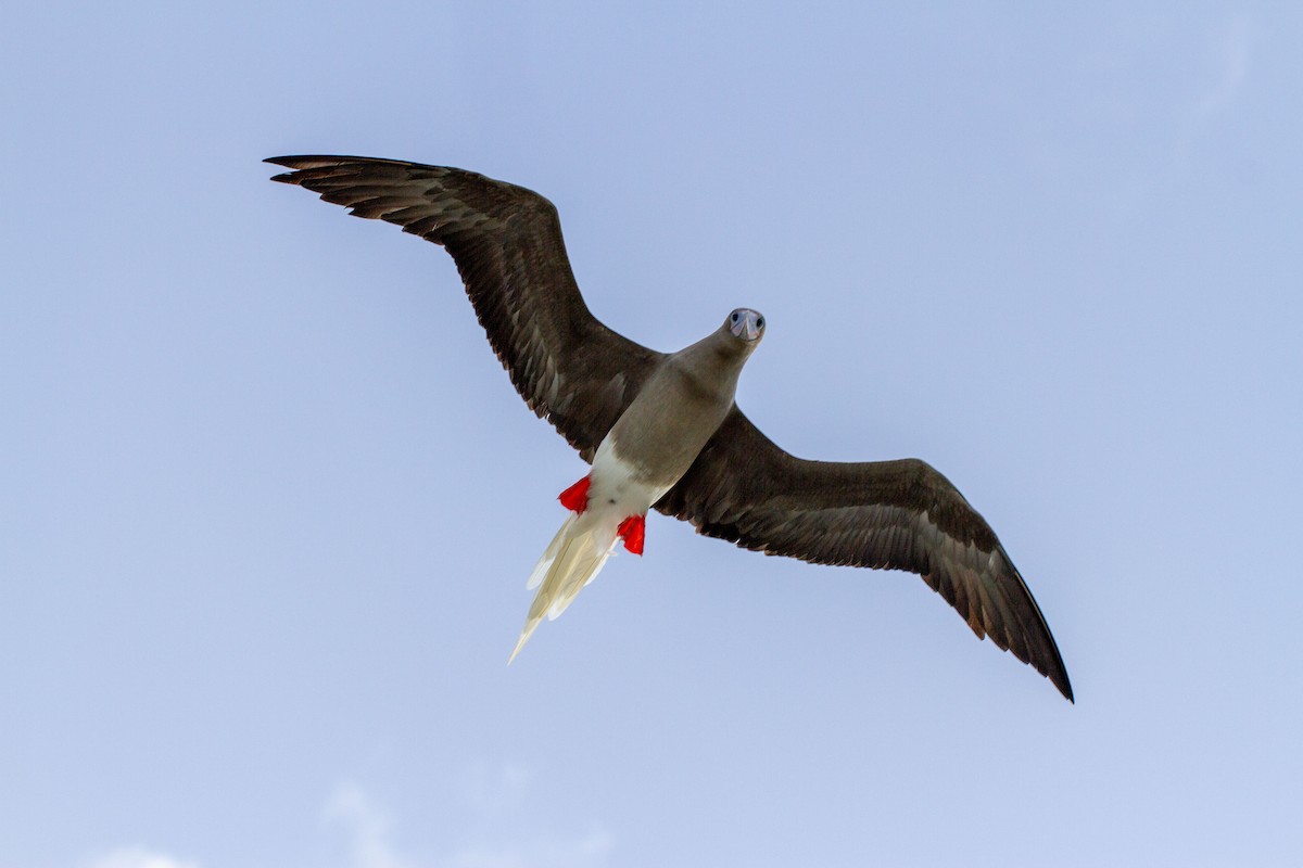 Red-footed Booby - ML598302321