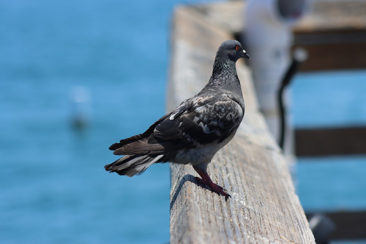Rock Pigeon (Feral Pigeon) - ML598307861